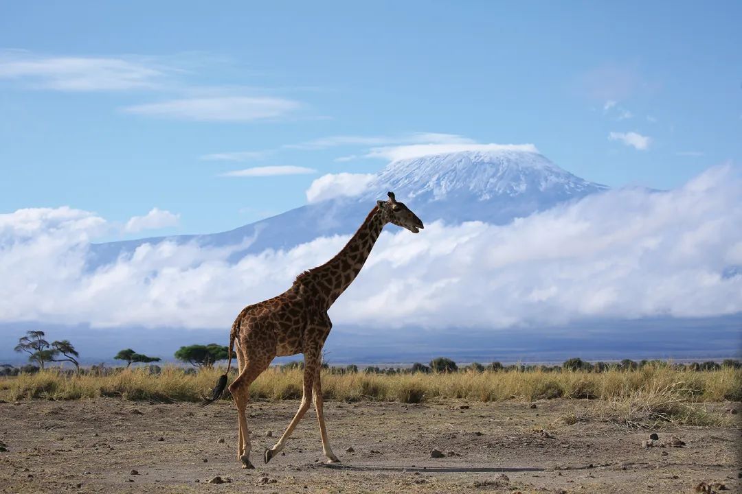 带女儿走进安博塞利国家公园，从野生动物身上收获“生命启蒙课”