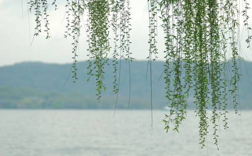 杨柳的诗句古诗大全,杨柳的原创诗词