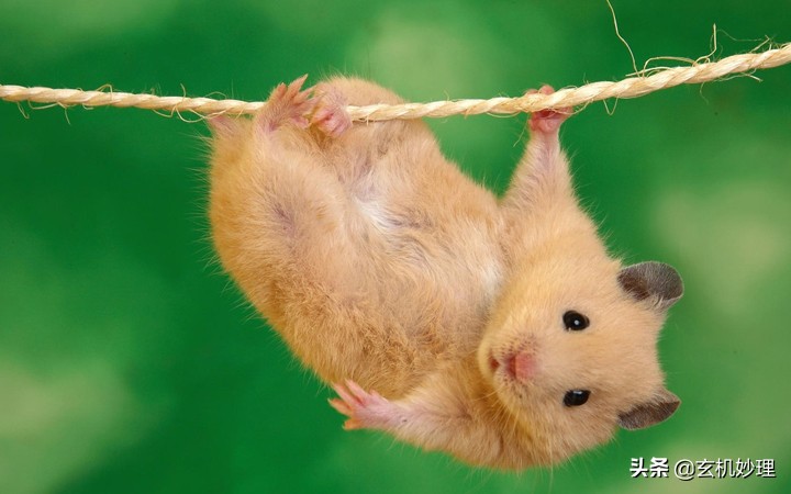 明日黄历运势查询结果,黄历看日子2021