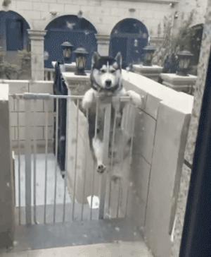 35000元造狗窝,22万打造的狗窝