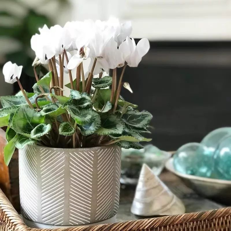 高级好看易养的花卉,最漂亮最迷人的大丽花图片