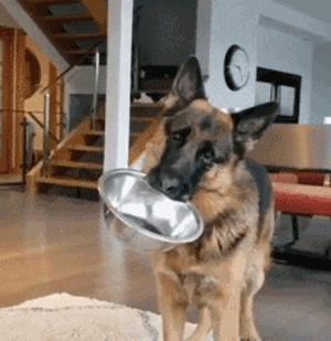 德国牧羊犬优点和缺点,德国牧羊犬的优点和缺点大揭秘