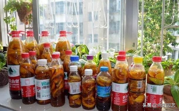 绿萝不会换盆怪不得长得小又黄叶,绿萝这么养不烂根不黄叶爆长新叶