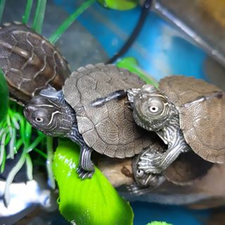 新手养龟最好养哪几种龟,如何分别浅养龟和深养龟