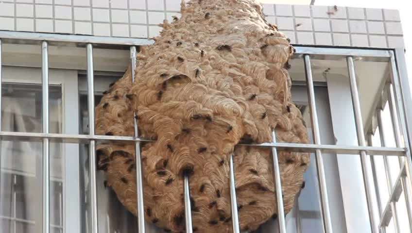 夏天遇到马蜂该怎么办,夏天如何避免马蜂