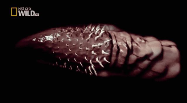 猫在啪啪啪的时候，也有快感吗？