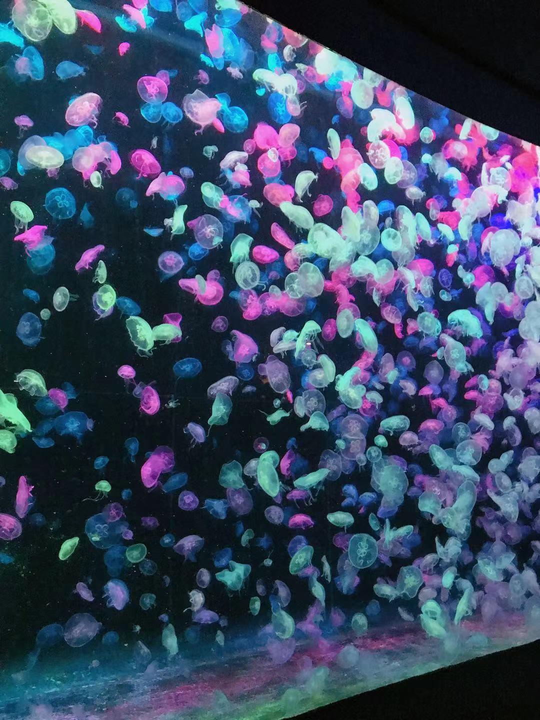 珠海长隆海洋王国亲子攻略2岁,亲子珠海长隆海洋王国一日游攻略