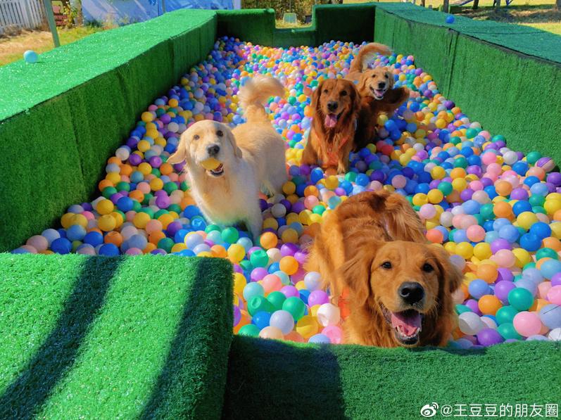 北京哪些公园可以带狗进入游玩,北京适合带宠物玩的地方推荐