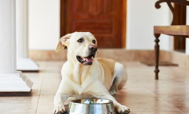 拉布拉多挑食不吃饭是不是有虫子,拉布拉多就是不吃狗粮咋办