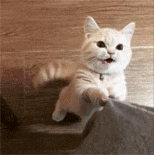 猫咪挑食不吃猫粮很瘦营养不良,挑食猫咪吃什么猫粮