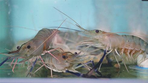 在武汉能吃遍全球,在武汉体验一番春夏秋冬