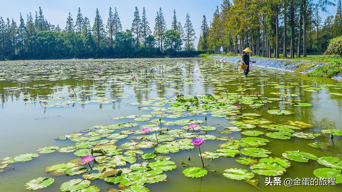 不出上海有哪些地方旅游,不出上海玩的景点排行榜