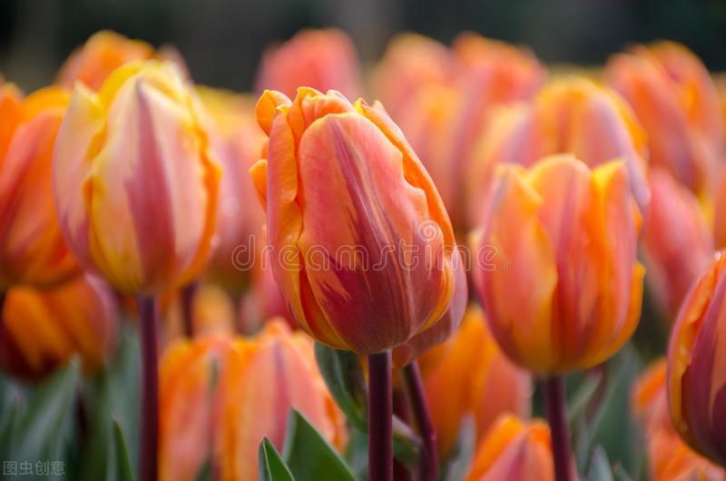 什么花适合送生日花,你的生日代表的花朵及寓意图片