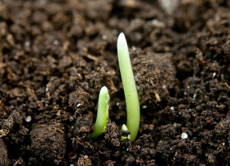 用什么方法改变土壤酸碱度,判断土壤酸碱度的最佳方法