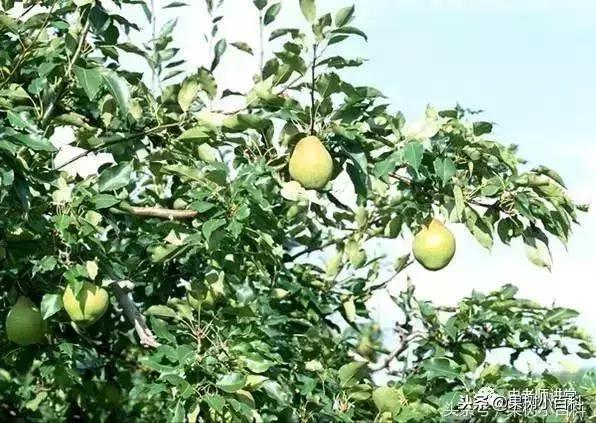 梨树高产栽培书籍,高产梨树苗培育