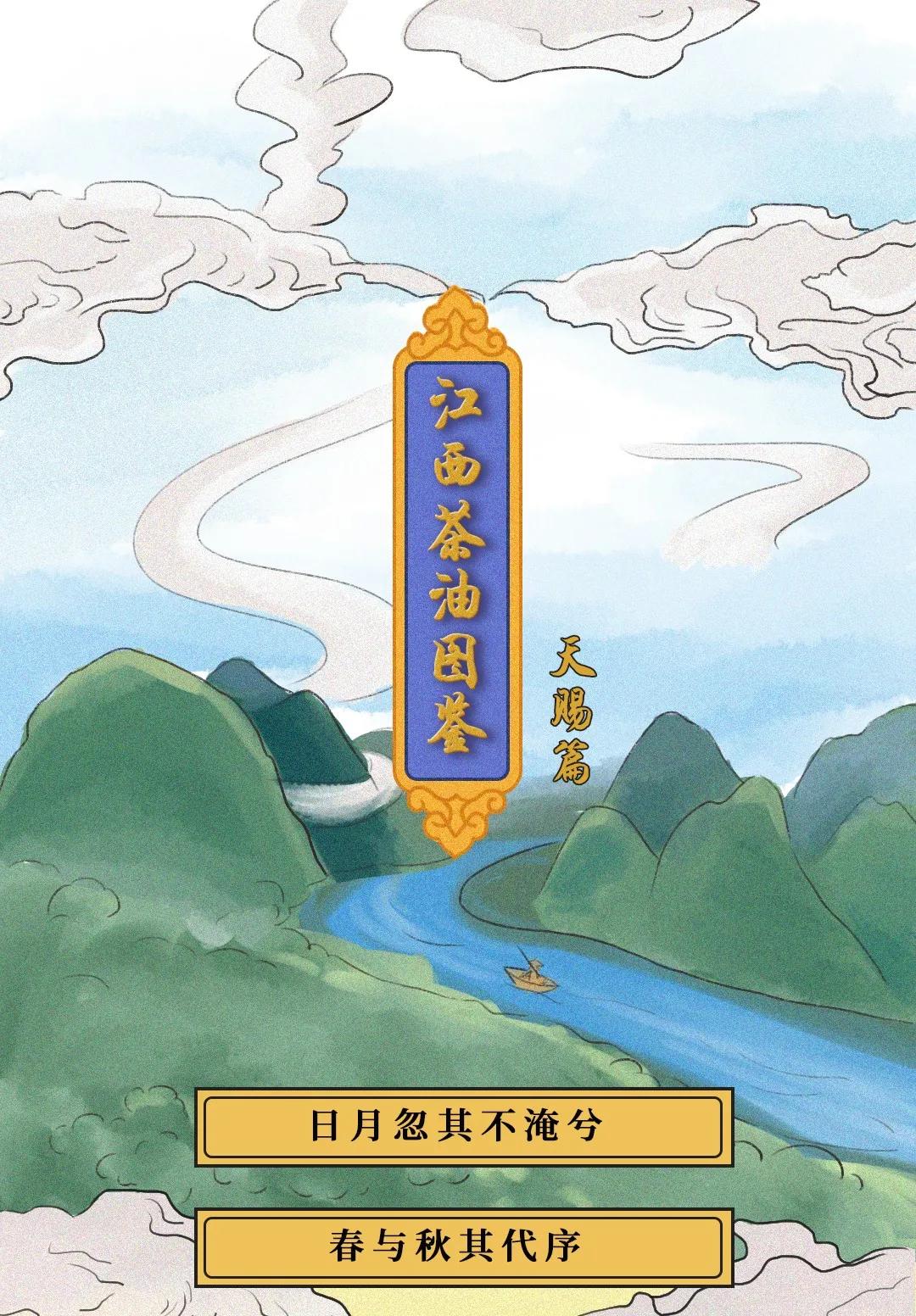 江西茶油树图片,江西茶油价格表