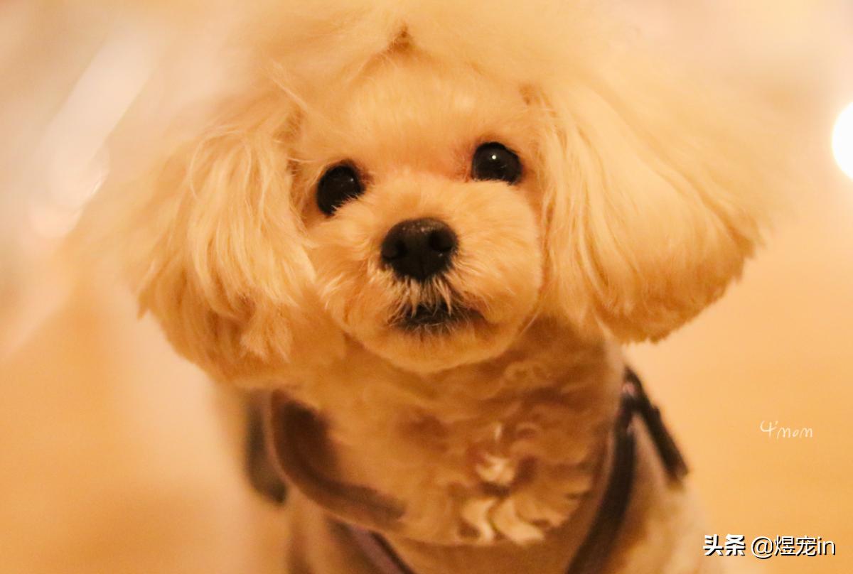 泰迪狗屁股周围退毛是怎么回事,泰迪狗身上掉毛一块是怎么回事