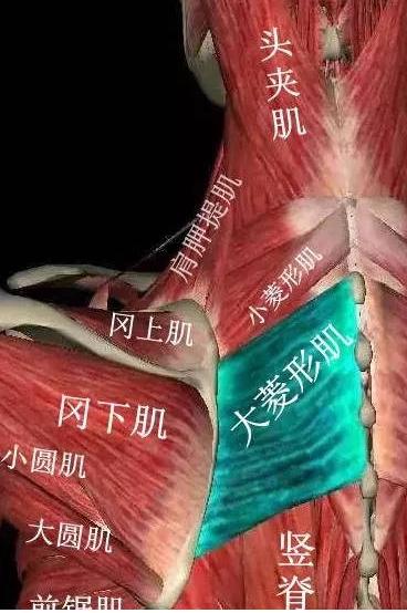 后背特别硬是什么原因,后背硬硬