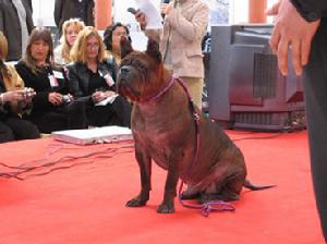 中国本土猎犬犬种有哪些,川东猎犬杂交广西猎犬