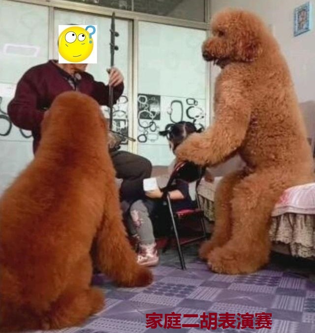 家里边养的巨型泰迪,养巨型泰迪什么体验最好