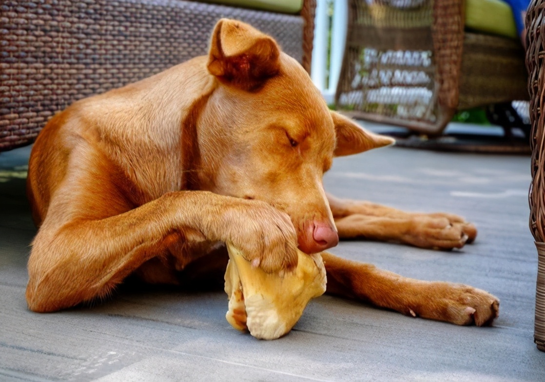 狗狗爱咬鞋子怎么制止,防止狗狗咬电线的方法
