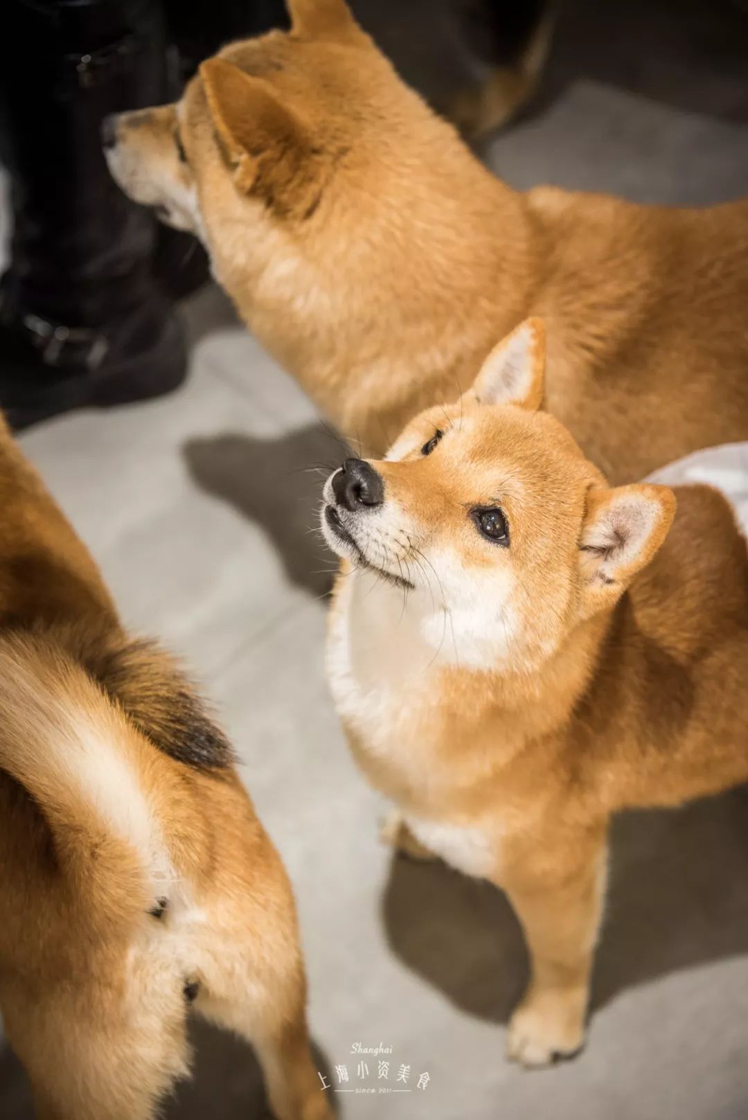 2019宠物排名,2022宠物排行榜