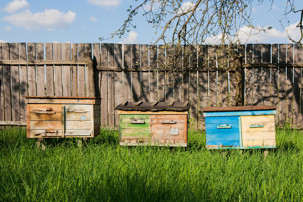 夏末秋初蜂群管理,蜜蜂养殖技术分享蜜蜂管理