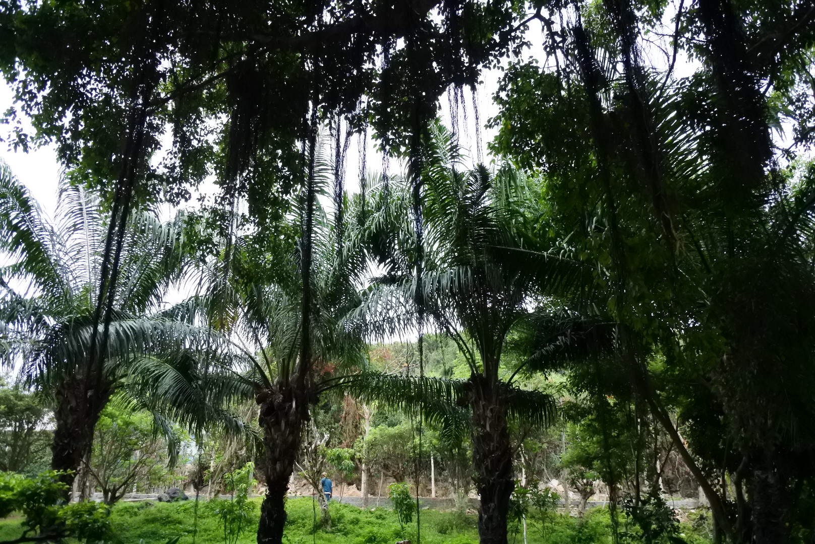 12月芽庄天气旅游攻略 (芽庄四岛游旅游攻略)