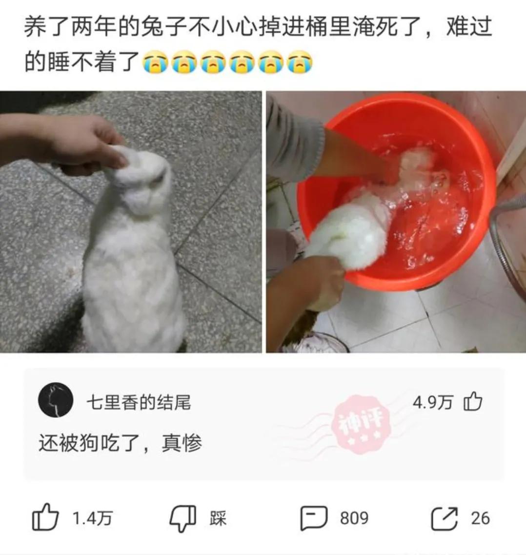 养了三年的兔子淹死了搞笑评论,神评论养了五年的羊