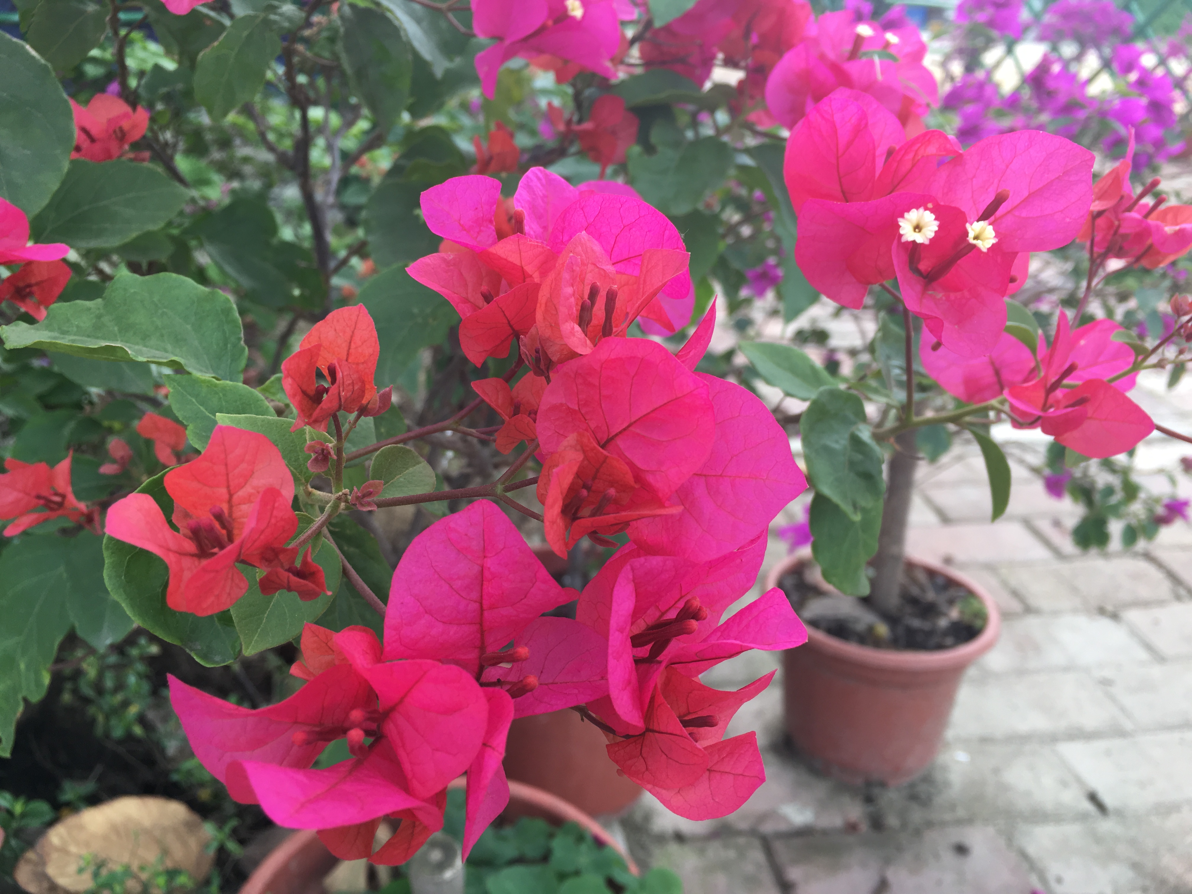 三角梅刚栽就烂根怎么回事,三角梅烂根用什么方法能补救