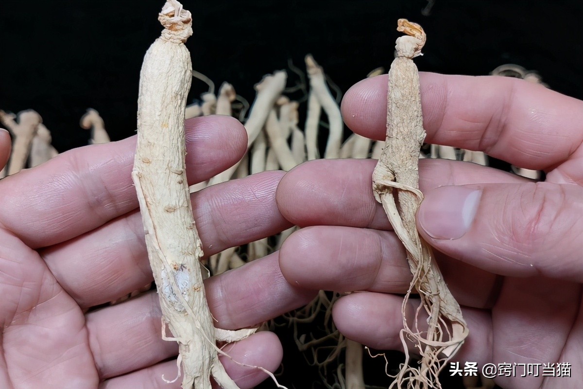 如何辨别人参用硫黄泡过,如何辨别硫磺熏过的药材