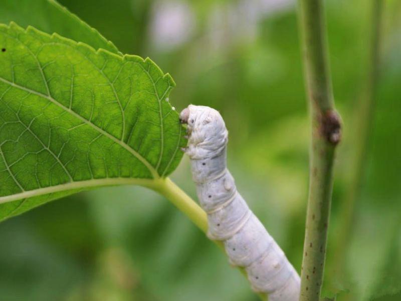 养蚕主要蚕病有哪些,蚕得病怎么办