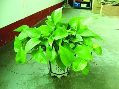 滴水莲开叉怎么培育,滴水观音的正确摆放