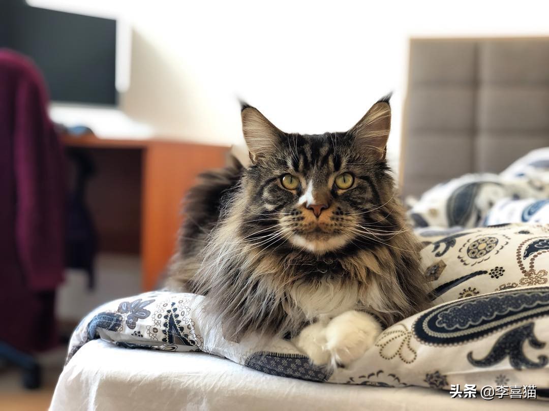 把东西粘在桌子上让猫咪推,把桌上的东西推下来