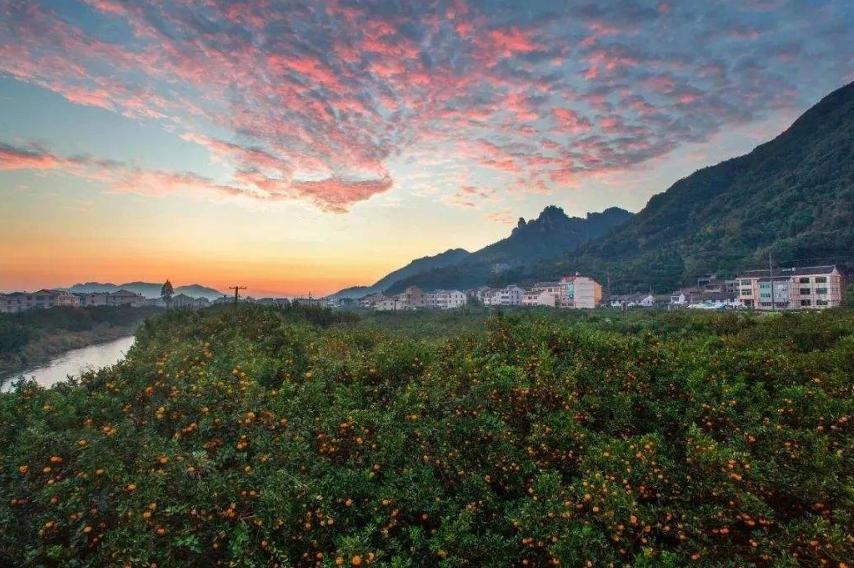 柑橘采摘园的建设标准,新手种植果树入门建议