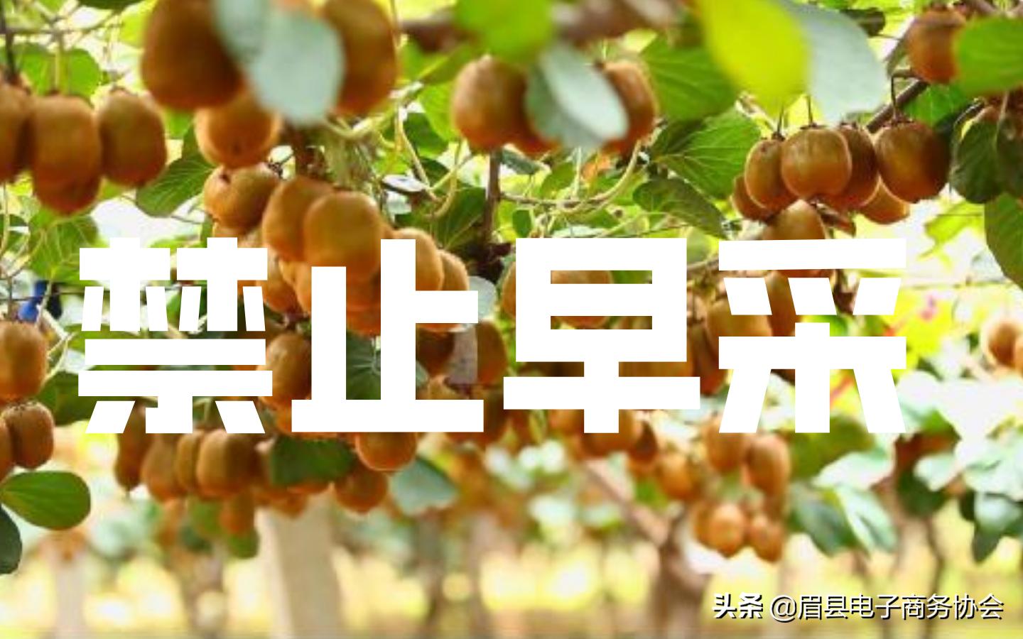 关于禁止采摘果实的通知,关于猕猴桃不许早摘的公告