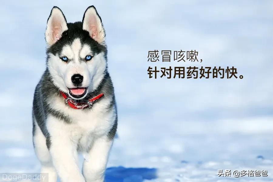 博美犬瘟治疗攻略,宠物常见病药物推荐