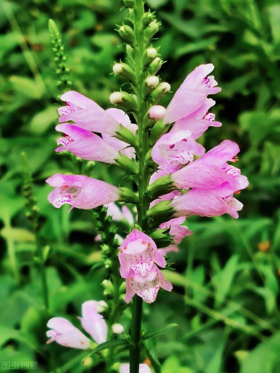 郁郁葱葱的多肉植物,适合阳光足的一年四季开花的植物