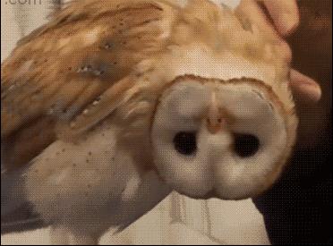 冷知识10个颠覆你认知的日本文 (古代100个绝对颠覆你认知的冷知识)