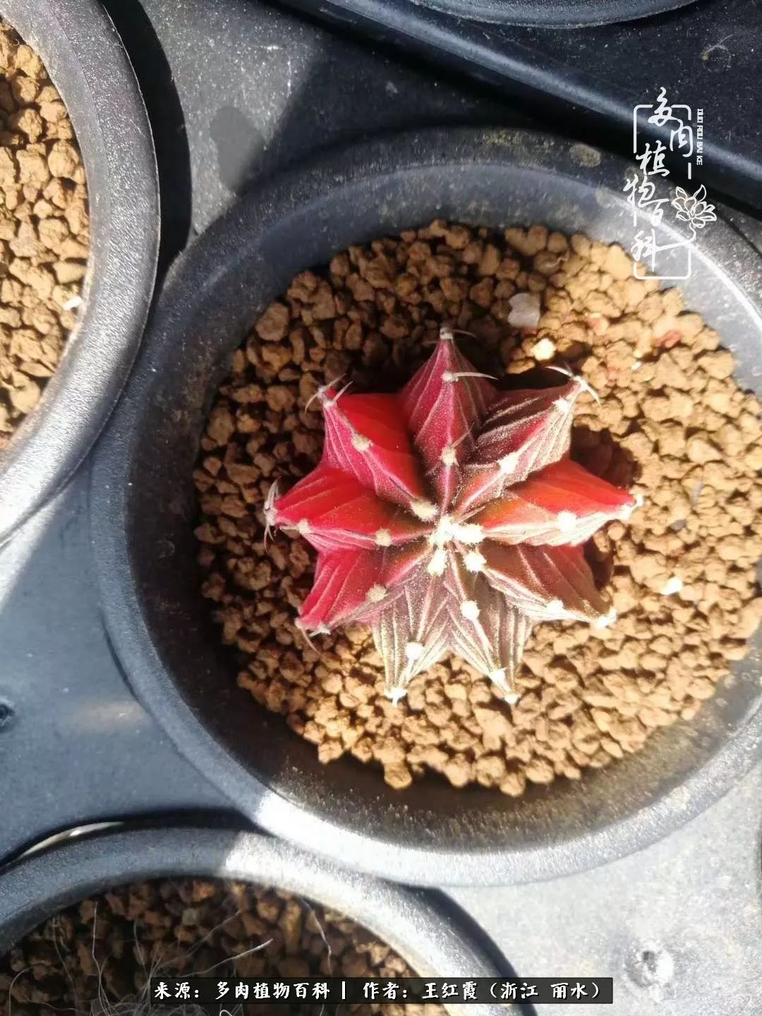 仙人球春天露养条件,仙人球露养条件