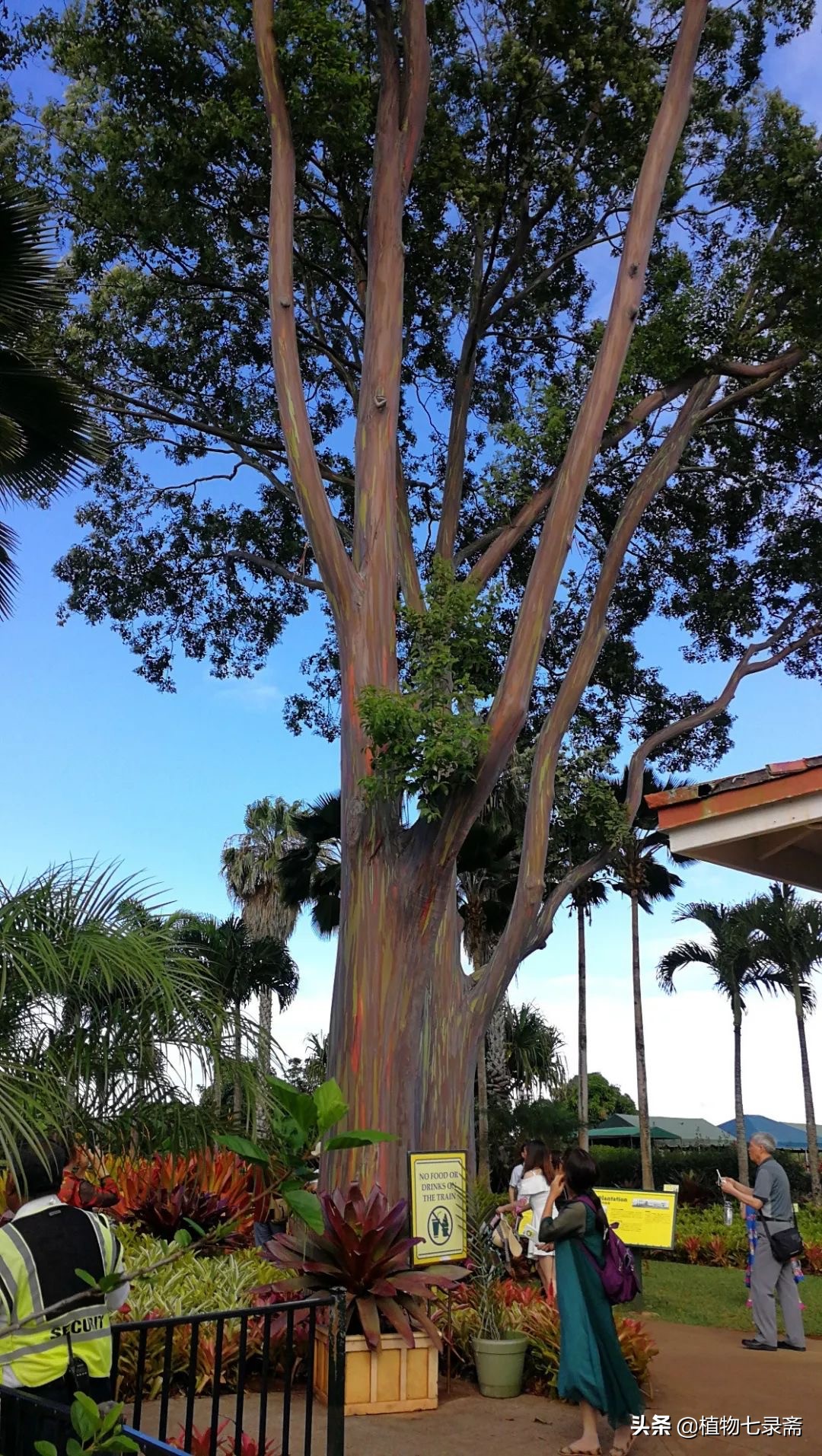 桉树害处新闻视频,桉树为什么危害健康