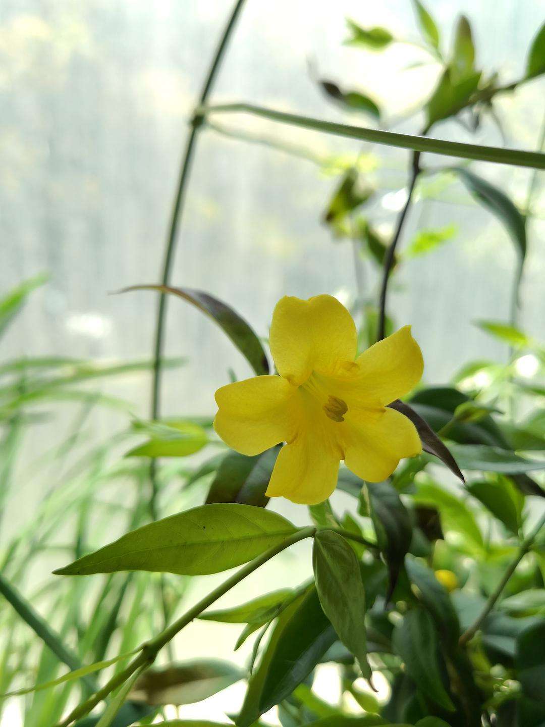 冬天茉莉能移盆吗,适合冬天养的花四季茉莉