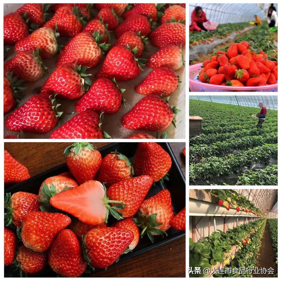 大连食品行业协会视频,大连食品行业协会秘书处