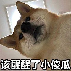 藏红花是打胎的药吗,藏红花和麝香哪个打胎好