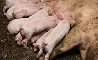 母猪技术指导,母猪分娩的正确步骤