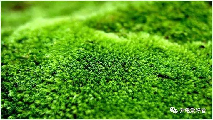 鱼龟混养缸里的青苔怎么处理,龟缸里的青苔怎么处理