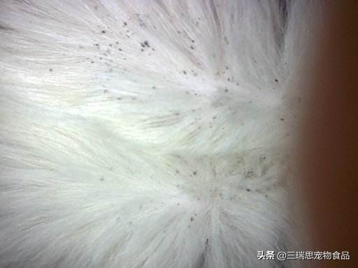 猫狗身上跳蚤多掉毛怎么办,猫狗身上有虱子跳蚤怎么办