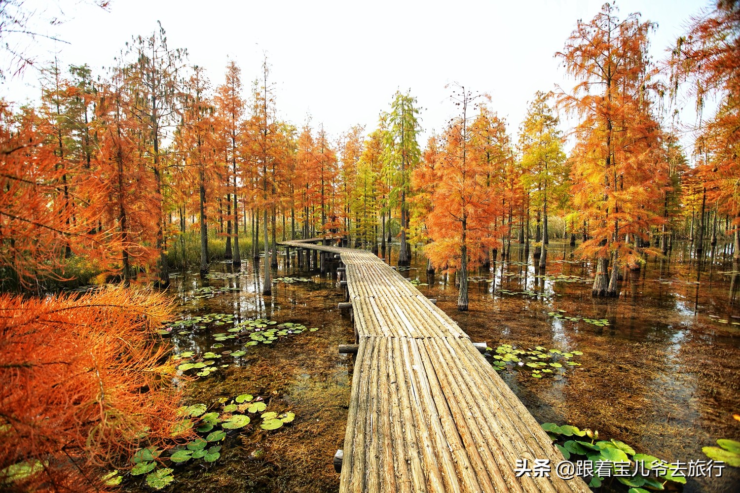 南京燕雀湖水杉林,南京秋天水杉林