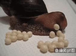 蜗牛是怎么生蛋,蜗牛是怎么被生出来的