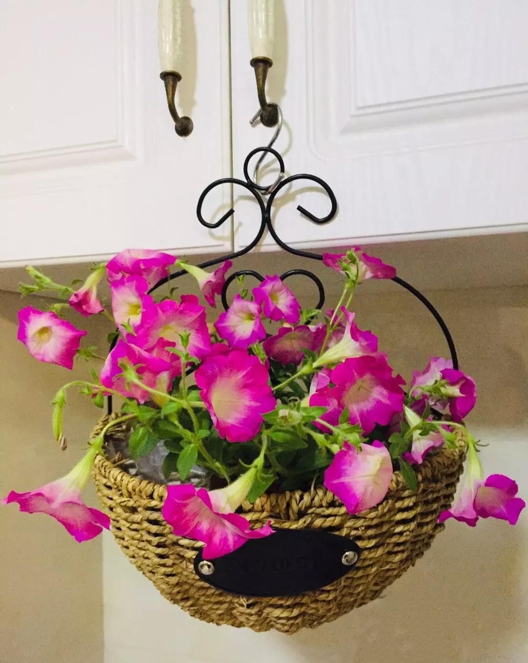 没有阳台也可以种花,没有院子没有阳台适合种什么花